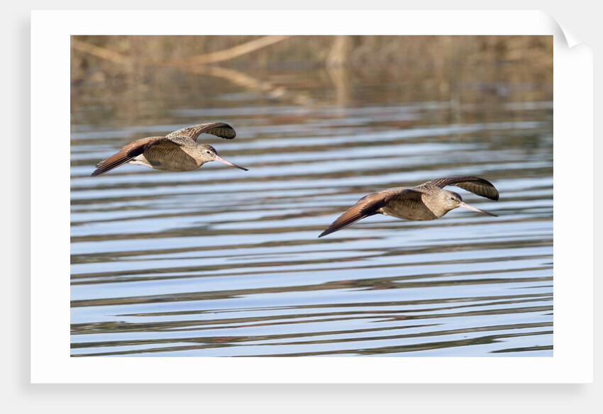 Pair of Marbled Godwits in flight by Anonymous