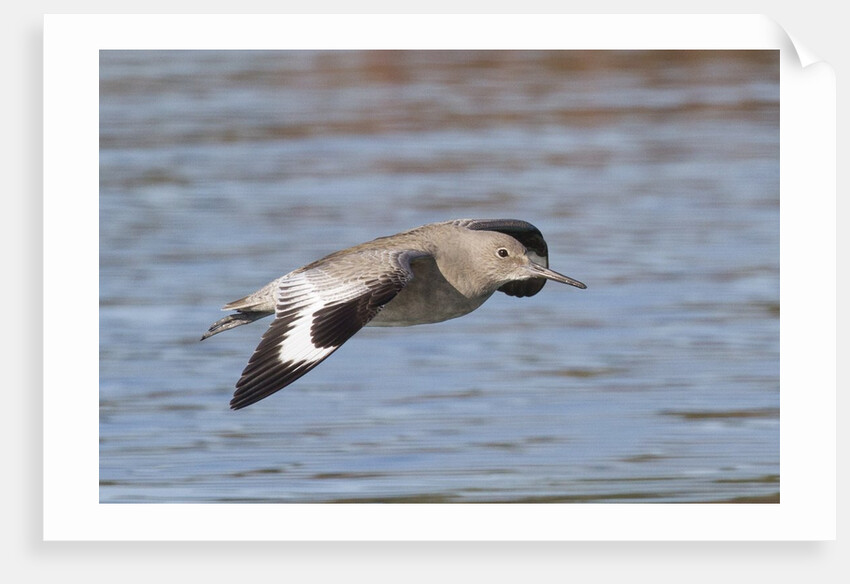 Willet in flight by Anonymous