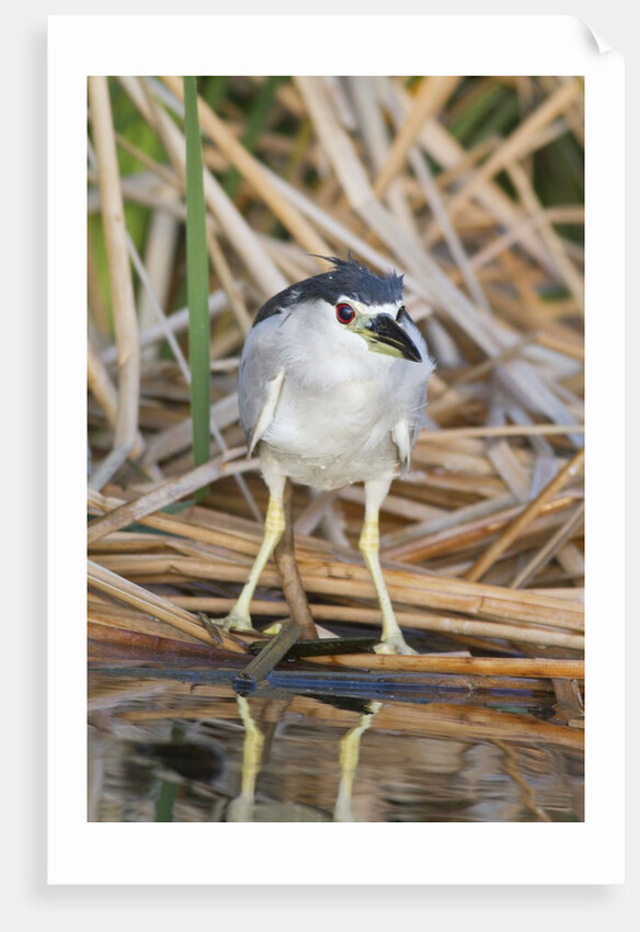 Black-Crowned Night-Heron by Anonymous