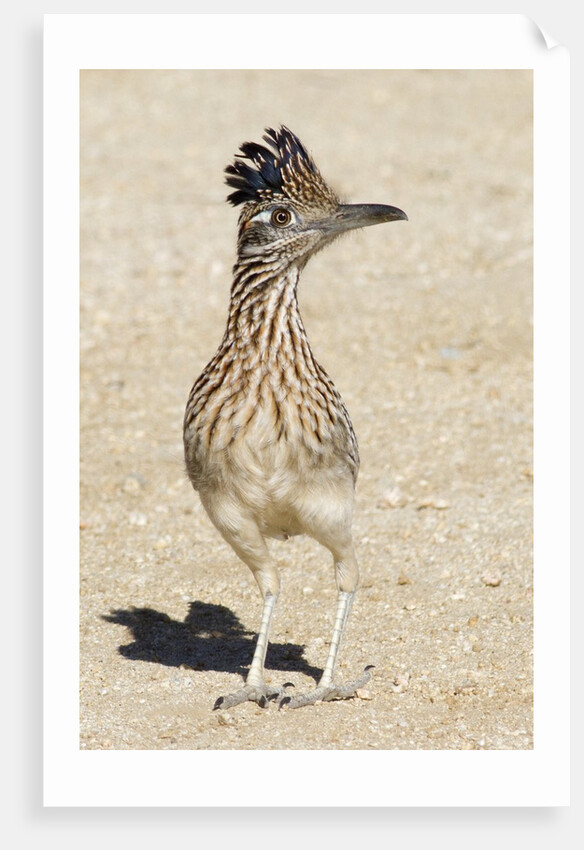 Greater Roadrunner by Anonymous