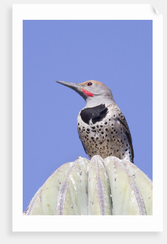 Gilded Flicker by Anonymous