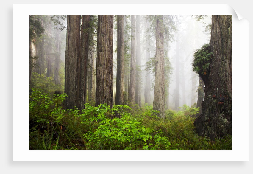 Redwood Trees in Morning Fog with Sunrays by Anonymous