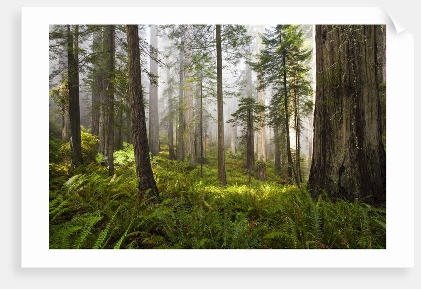 Redwood Trees in Morning Fog with Sunrays by Anonymous