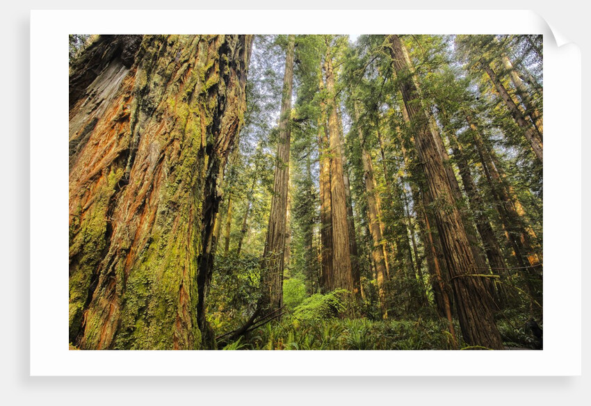 Redwood Trees in Morning Fog with Sunrays by Anonymous
