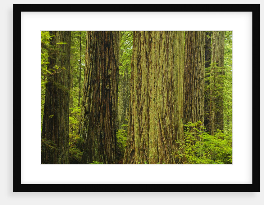 Redwood Trees in Morning Fog by Anonymous