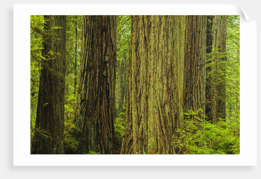 Redwood Trees in Morning Fog by Anonymous