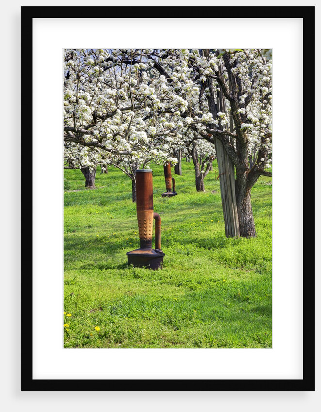 Cherry Orchards of the Oregon Columbia Gorge by Anonymous