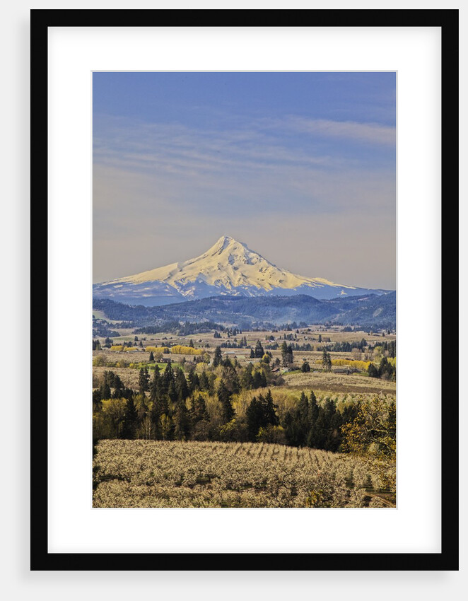 Cherry Orchards of the Oregon Columbia Gorge With Mt. Hood in the Back Drop by Anonymous