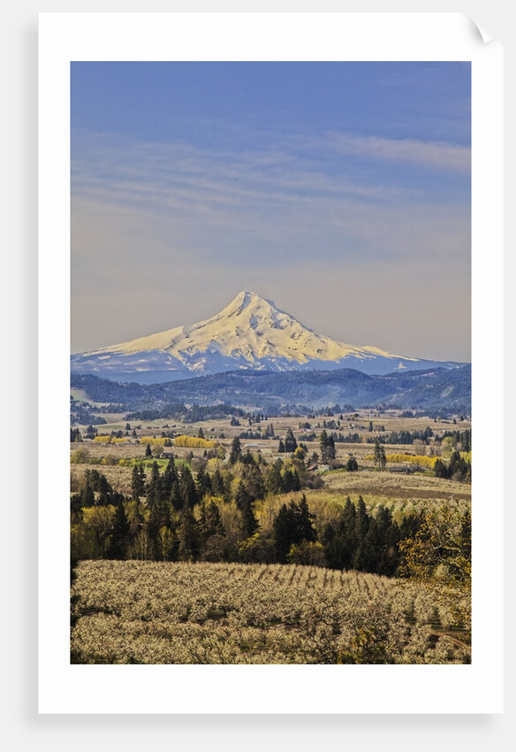 Cherry Orchards of the Oregon Columbia Gorge With Mt. Hood in the Back Drop by Anonymous