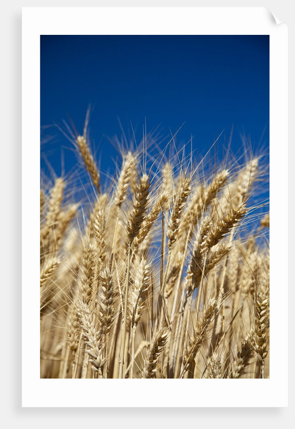 Close up Look at Harvest Wheat and Blue Sky by Anonymous