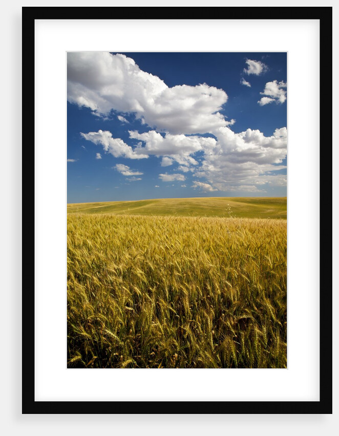 Rolling Hills of Harvest Wheat by Anonymous