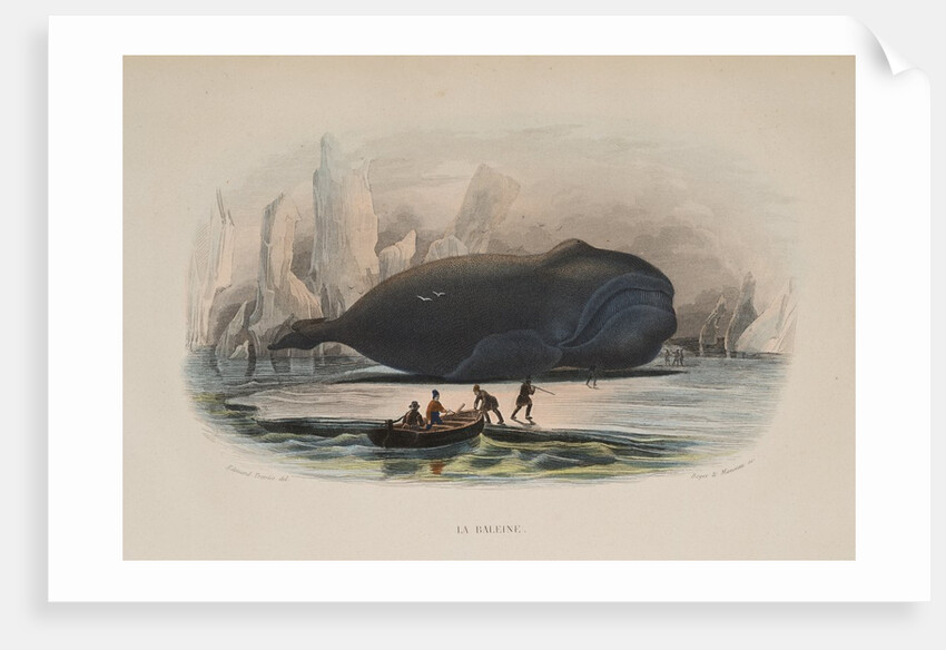 The Whale by Anonymous