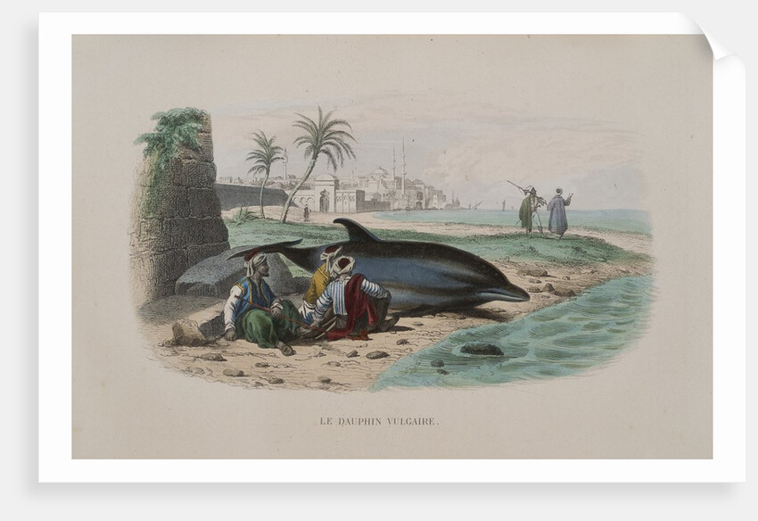 Dolphin by Anonymous