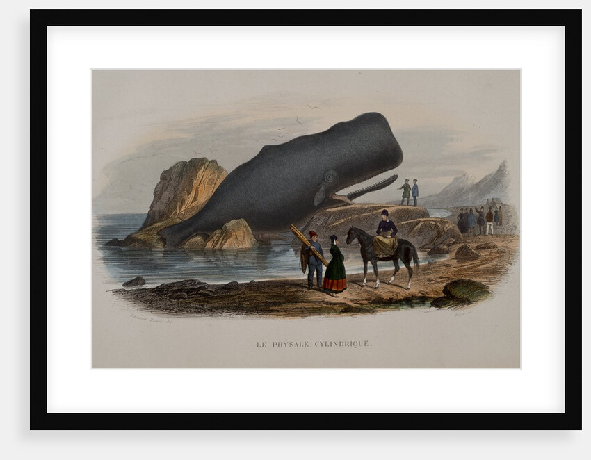 The Sperm Whale by Anonymous