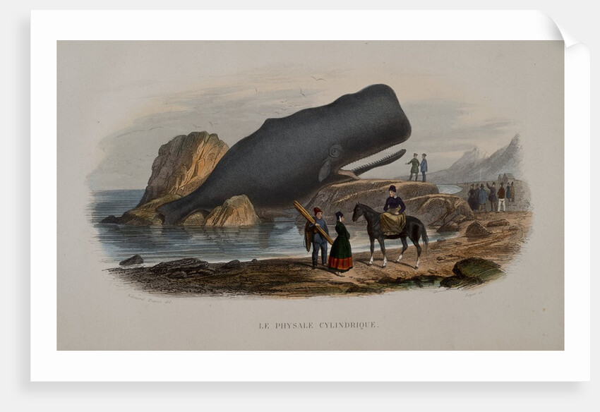 The Sperm Whale by Anonymous