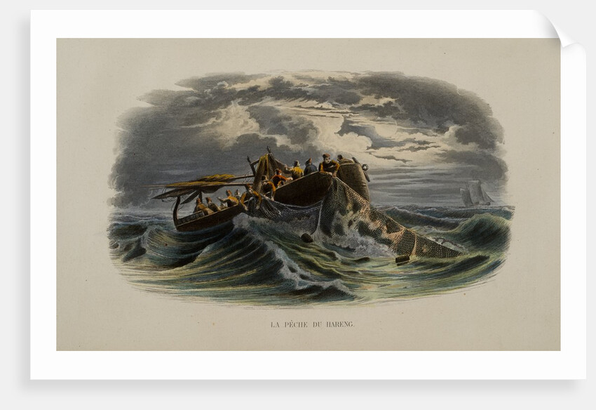 Herring Fishing by Anonymous