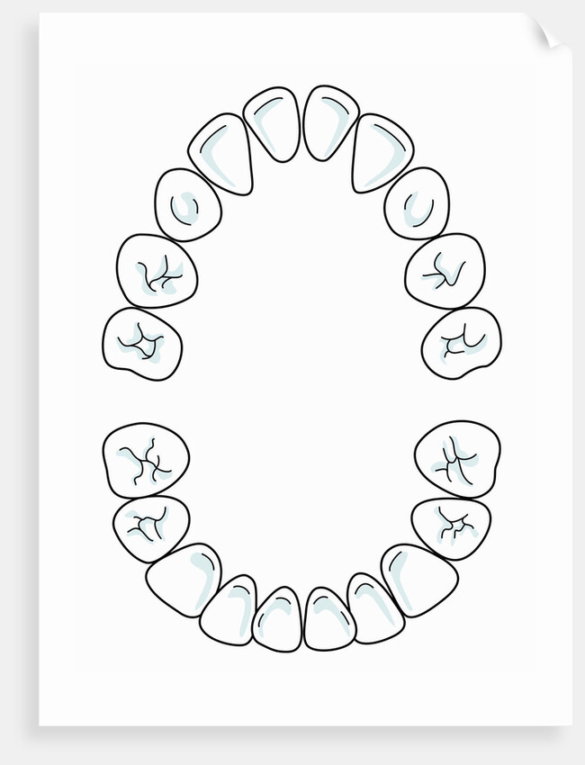 Milk tooth, drawing by Anonymous