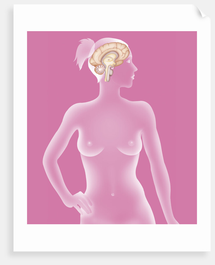 Brain, drawing by Anonymous