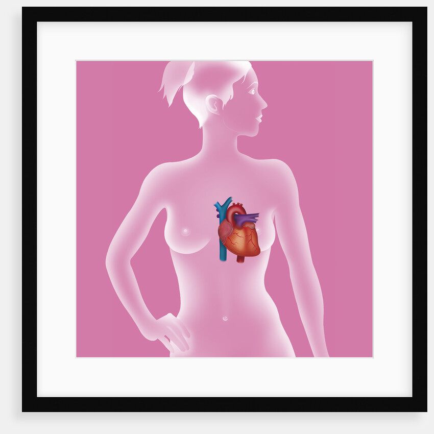 Heart, illustration by Anonymous