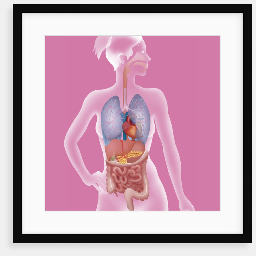 Anatomy, trunk by Anonymous