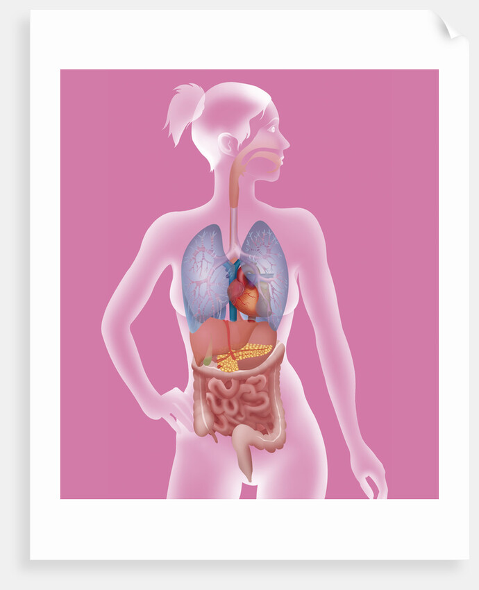 Anatomy, trunk by Anonymous