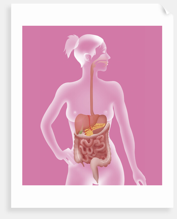 Digestive system, illustration by Anonymous