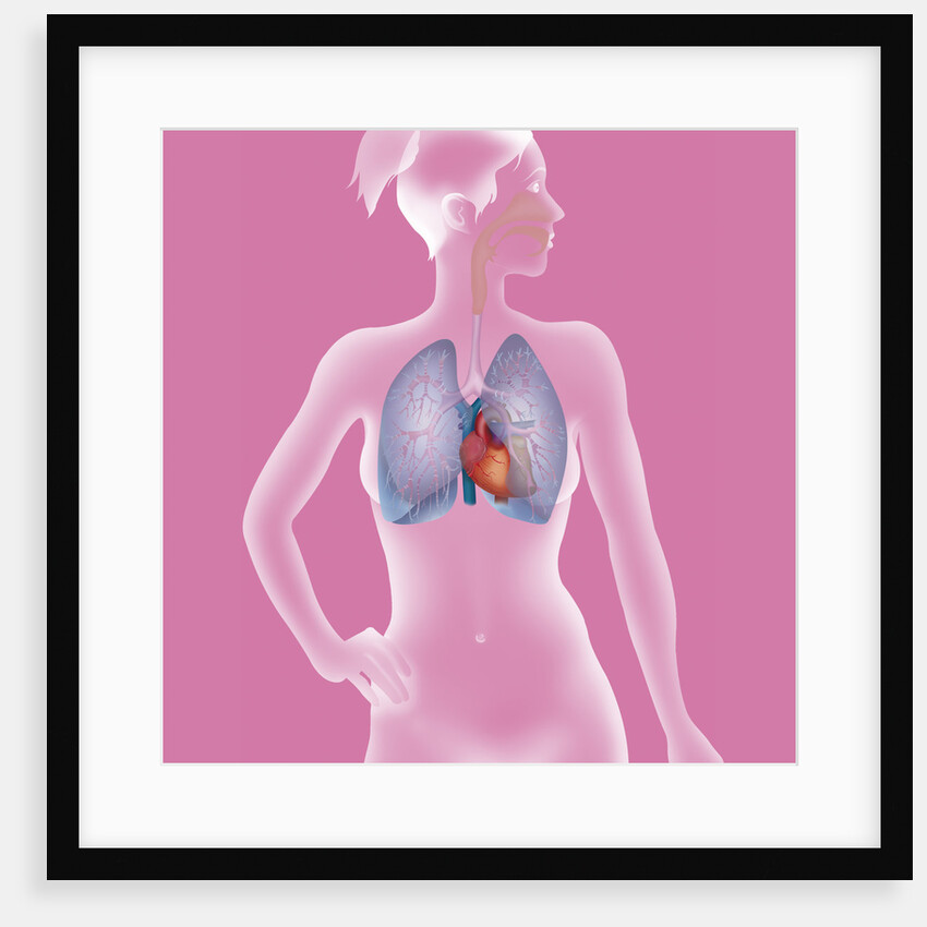 Thorax, anatomy by Anonymous