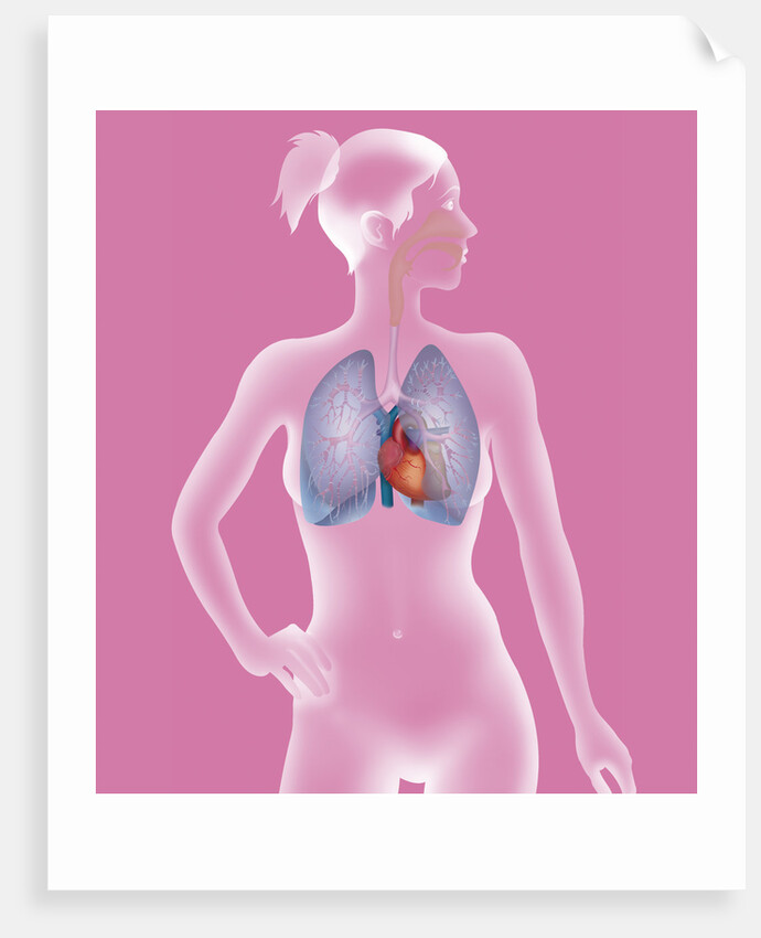 Thorax, anatomy by Anonymous