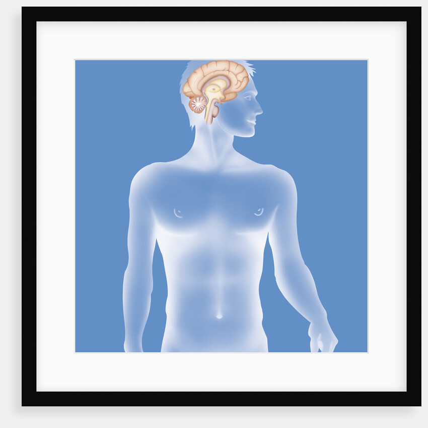 Brain, drawing by Anonymous