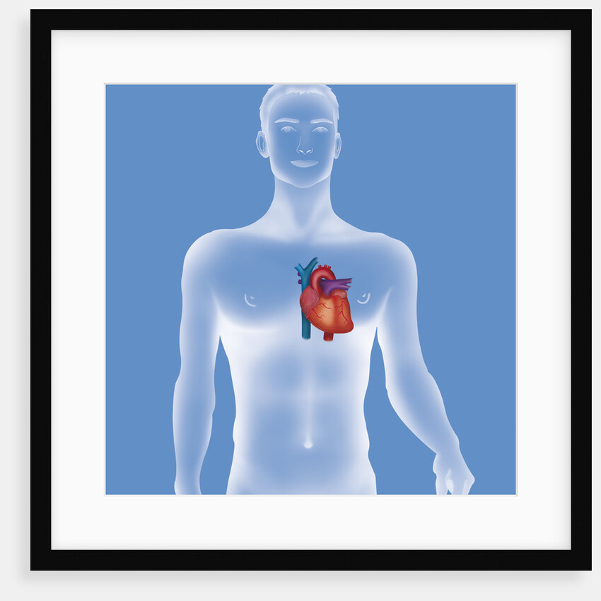 Heart, illustration by Anonymous