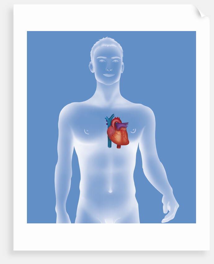 Heart, illustration by Anonymous