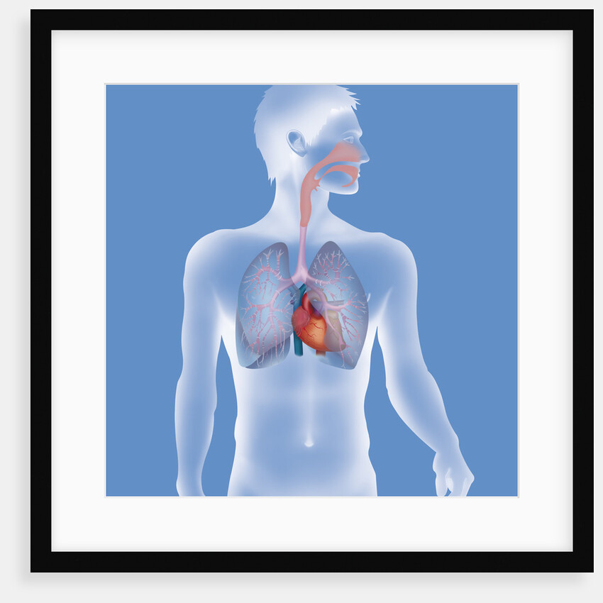 Thorax, anatomy by Anonymous