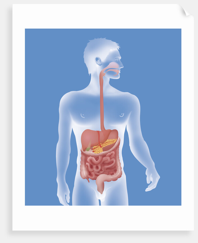 Digestive system, illustration by Anonymous