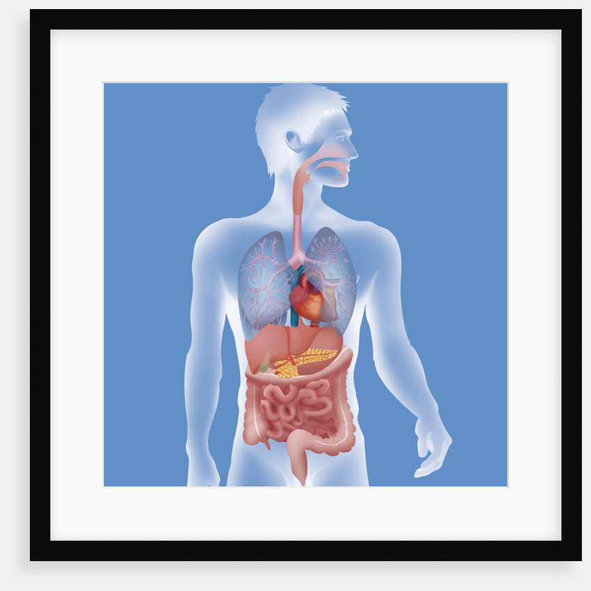 Anatomy, trunk by Anonymous