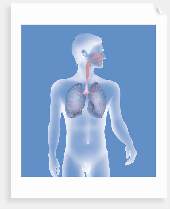 Respiratory tract, drawing by Anonymous