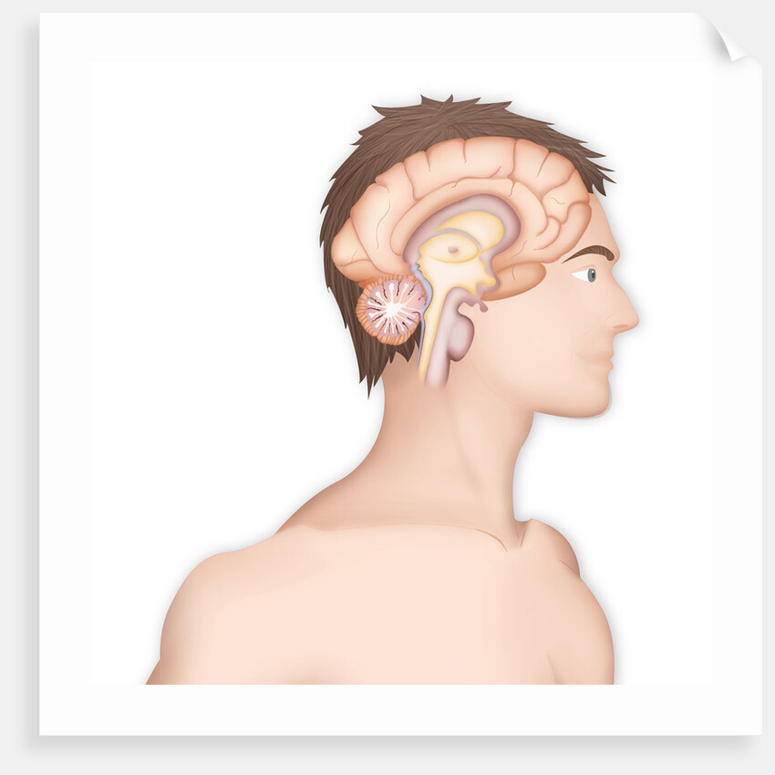 Brain, drawing by Anonymous