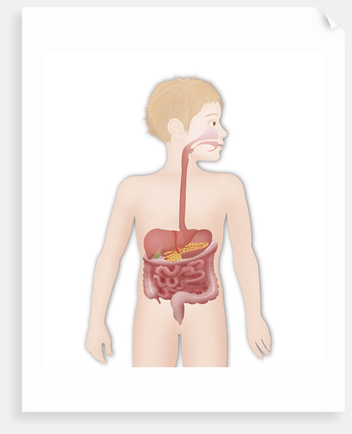 Digestive system, illustration by Anonymous