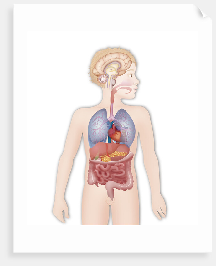 Anatomy by Anonymous