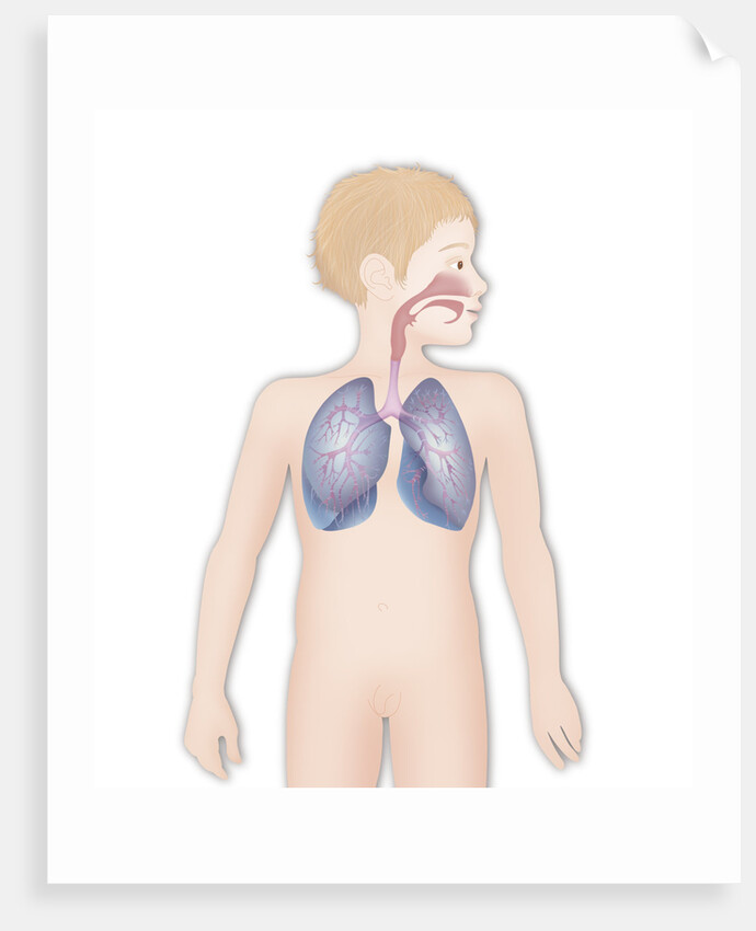 Respiratory tract, drawing by Anonymous
