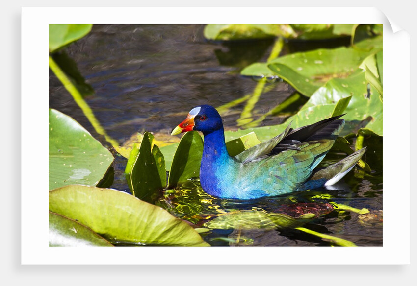 Purple Gallinule on Lily Pads by Anonymous