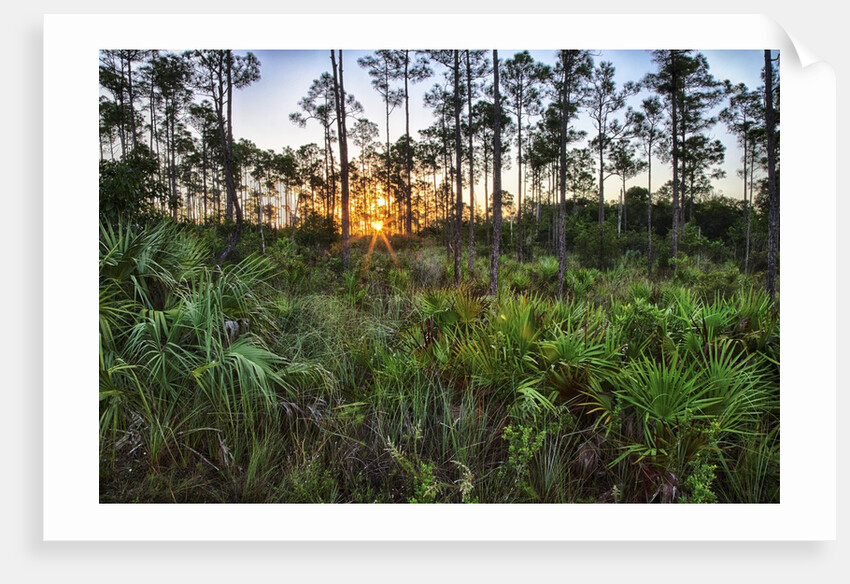 Sunrise in Mahogany Hammock by Anonymous