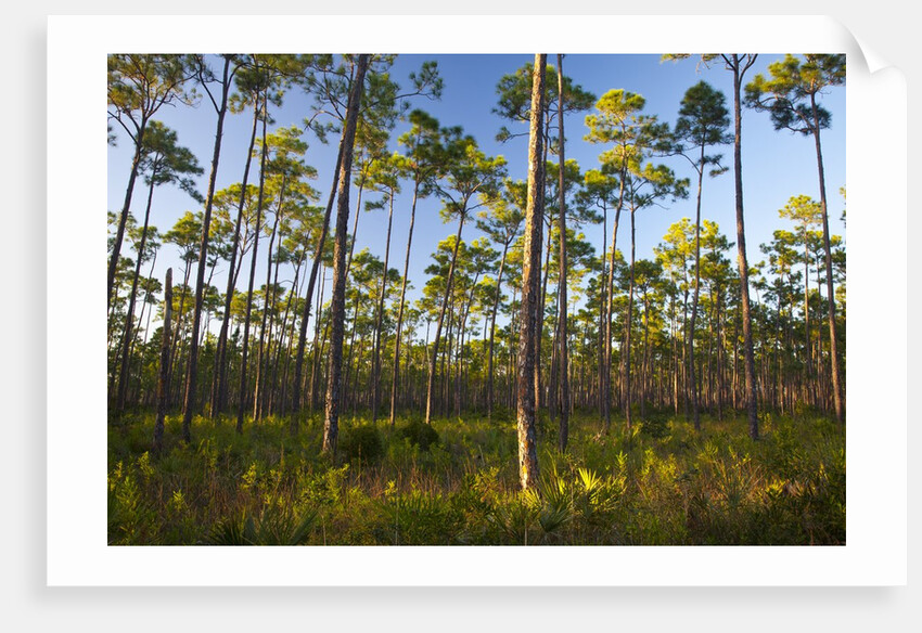 Pine Forest in Long Pine area of Everglades NP by Anonymous