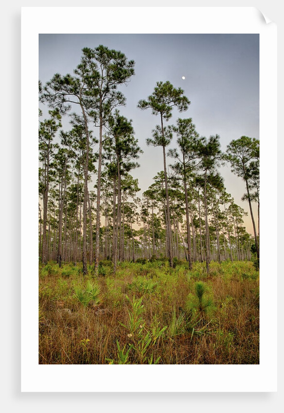 Pine Forest in Long Pine area of Everglades NP by Anonymous