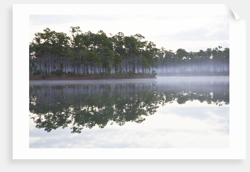 Fog over the lake in Long Pine area of Everglades NP by Anonymous