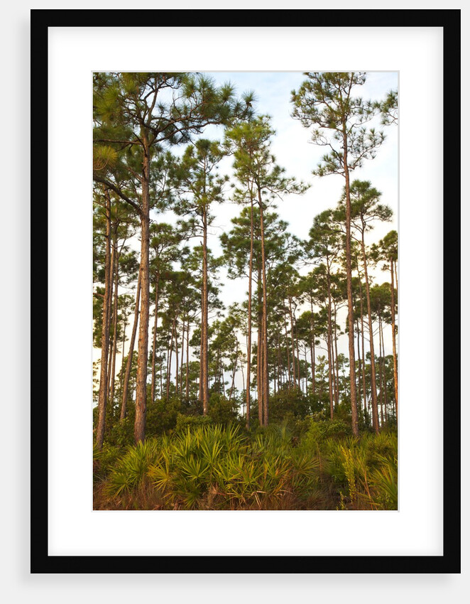 Pine Forest in Long Pine area of Everglades NP by Anonymous