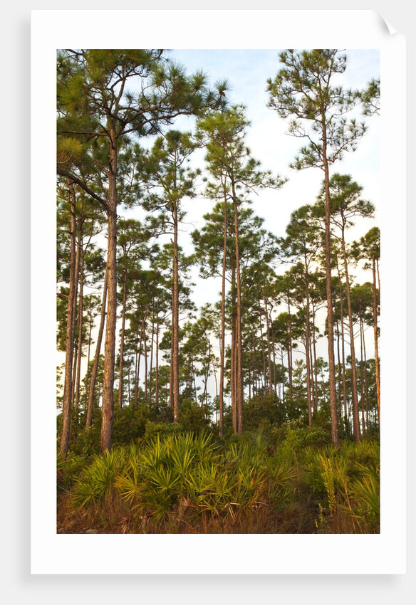 Pine Forest in Long Pine area of Everglades NP by Anonymous