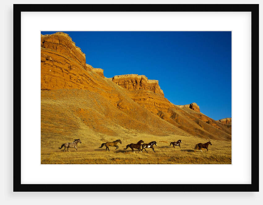 Herd of horses running along the Red Rock hills of the Big Horn Mountains by Anonymous