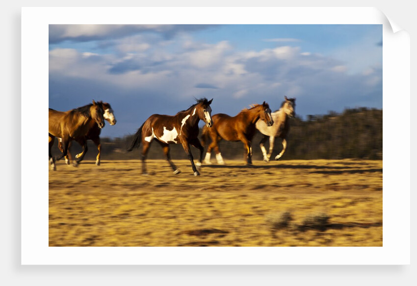 Herd of horses running by Anonymous