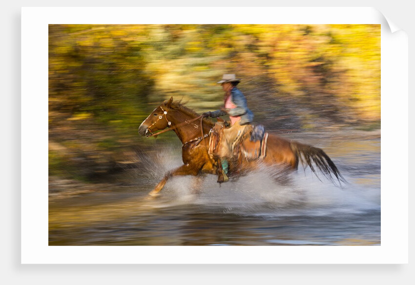 Cowgirl riding through river on a horse by Anonymous