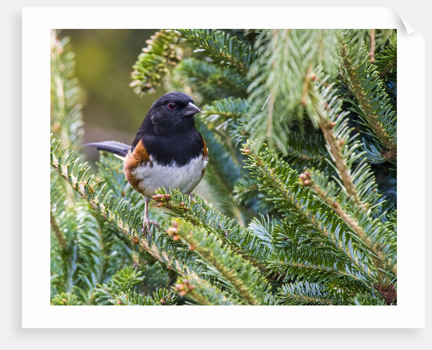 Rufous Towhee by Anonymous